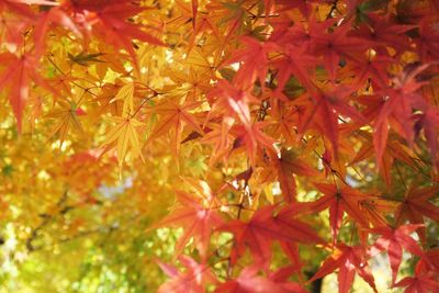 Full frame shot of maple tree