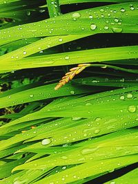 Full frame shot of water drops on green leaf