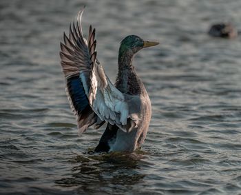 Bird flying over lake