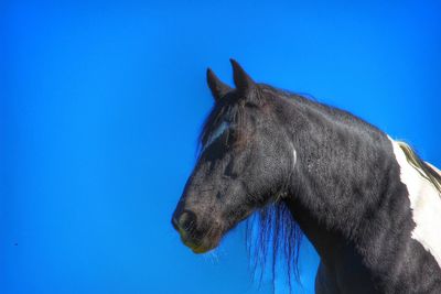 Close-up of horse against clear blue sky