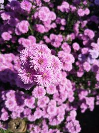 Close-up of pink flowering plants on field