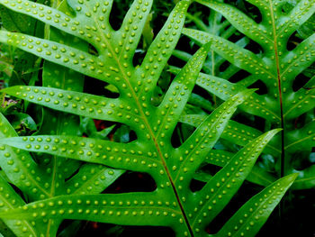 Full frame shot of wet plants