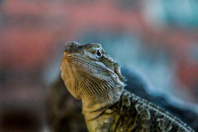 Close-up of a lizard