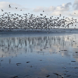 Flock of birds in water