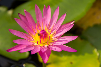 Close-up of pink water lily