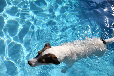 Dog swimming in backyard pool on a hot summer sunny day