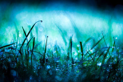 Close-up of grass in water
