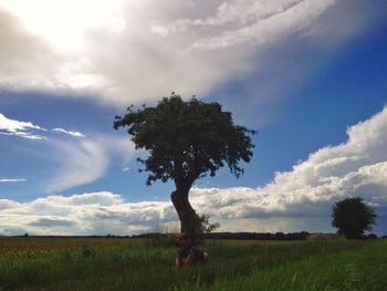 Trees on grassy field