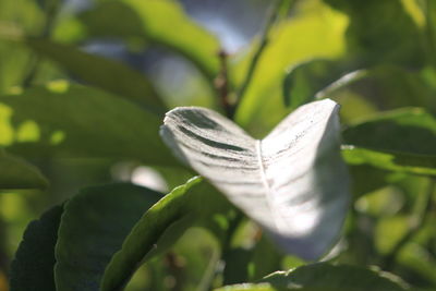 Close-up of lotus flower