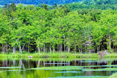 Scenic view of lake in forest