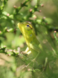 Close-up of lizard on tree