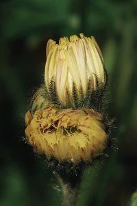 Close-up of insect on flower