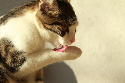 Close-up of cat licking paw against wall