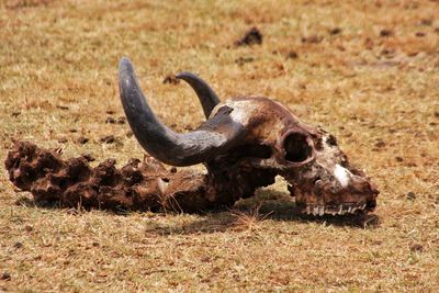 Animal skull in a field