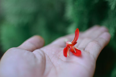 Close-up of hand holding red flower