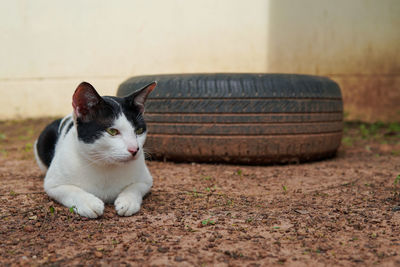 Portrait of white cat resting outdoors
