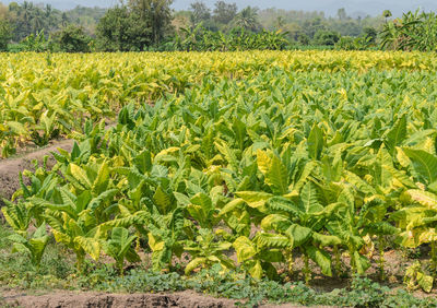 Crops growing on field