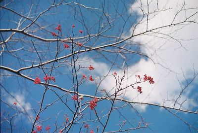 Low angle view of bare tree against sky during winter