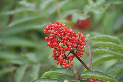 Close-up of red berries on plant