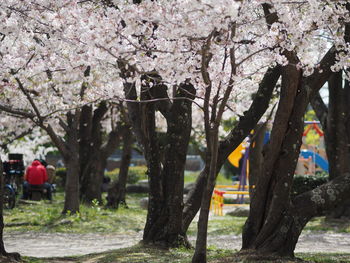 Cherry blossoms in park