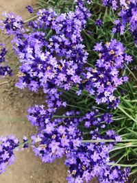 Close-up of purple flowers blooming outdoors