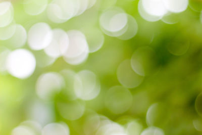 Close-up of plants against blurred background