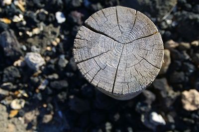 Close-up of tree stump