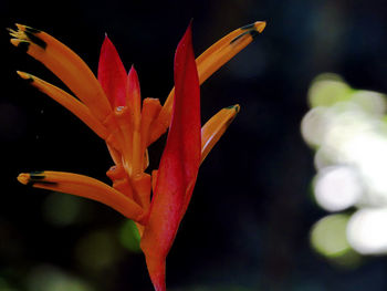 Close-up of red flower