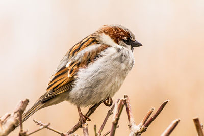 Close-up of bird perching on branch