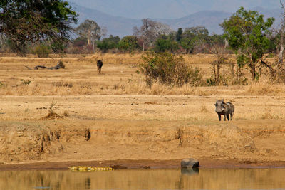 Elephant on landscape against sky