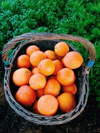 Directly above shot of oranges in basket on field