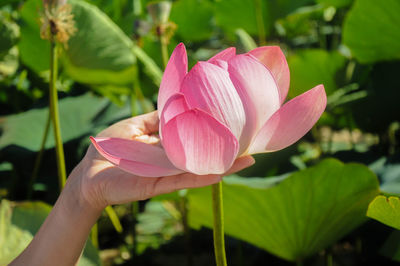 A hand holding a lotus