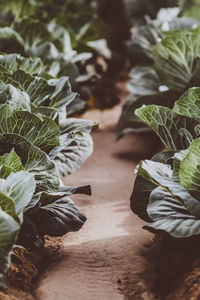 Close-up of leaves on potted plant