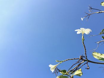 Low angle view of flowering plant against blue sky