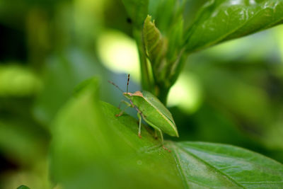 Close-up of insect on leaf