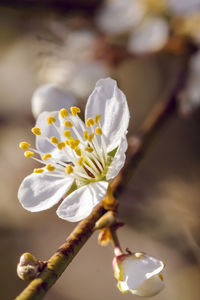 Close-up of white cherry blossom