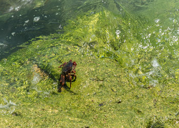 High angle view of crab on rocks by sea