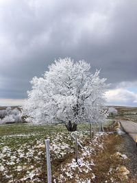 Snow covered trees against sky