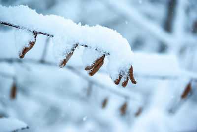 Close-up of frozen snow on land