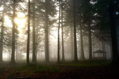 Low angle view of trees in forest during foggy weather