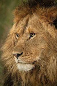 Close-up of male lion head facing left