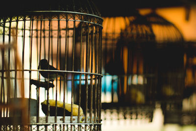 Close-up of bird in cage