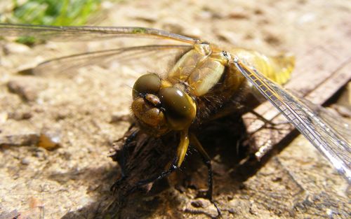 Close-up of insect