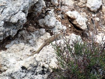 Close-up of lizard on rock