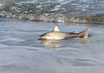 Surf fishing