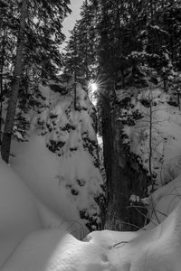 Snow covered land and trees in forest