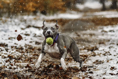 Close-up of dog running on snow field