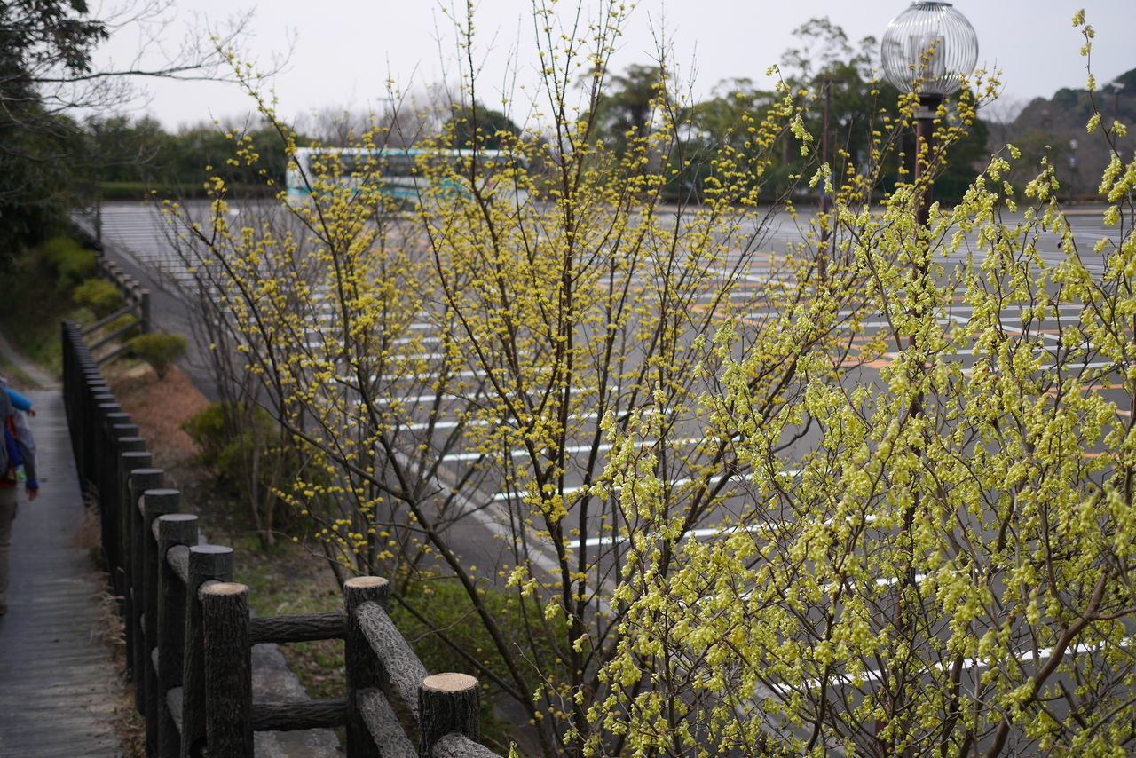 PLANTS GROWING ON FOOTPATH BY WATER