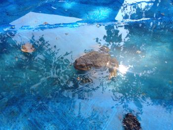 High angle view of frog swimming in lake