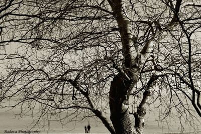 Low angle view of tree against sky